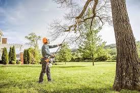 Best Tree and Shrub Care  in Franklin, VA