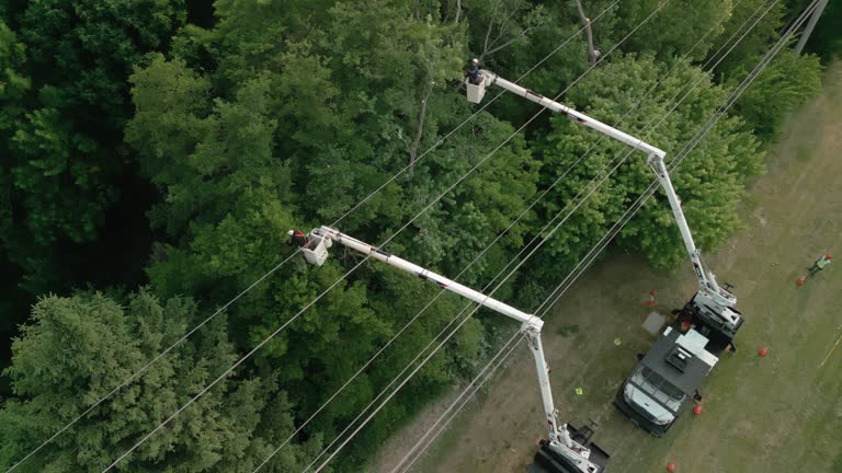 Best Tree Maintenance Programs  in Franklin, VA